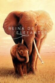 Reina de Elefantes (The Elephant Queen)